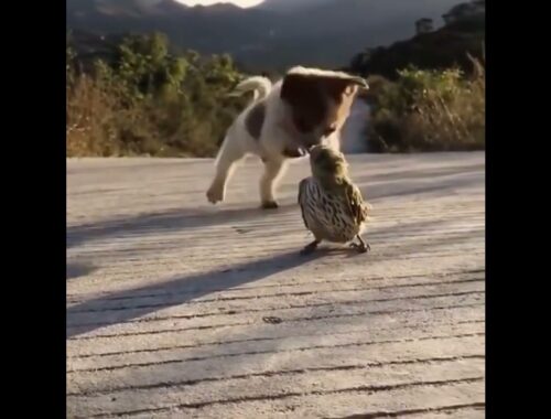 Cute puppy playing with adorable baby chicken #shorts