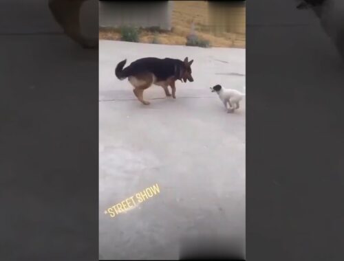 Cute Puppy fights with dog- Amazing cute #RS #shorts