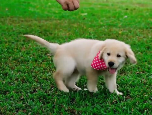 Cute puppy - Cute Dog | Cute Animals Video | Pet's world | Develops Your Dog