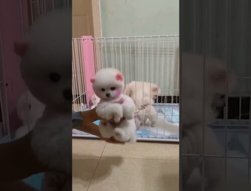 Fun time with funny and cute puppy dog and other pet #5