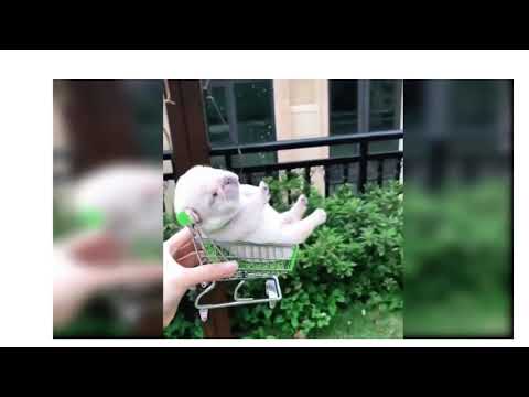 Cute puppy dog |funny dog video |funny dogs |Its haha time