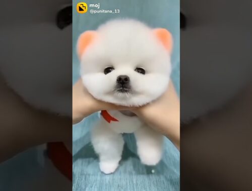 cute puppy oddly satisfying video