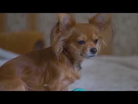 cute puppy-& cutest animal's #3-   beautiful funny puppy's video 2021