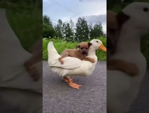 Cute puppy and duck frienship #shorts