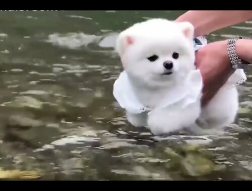 Cute Puppy Learning To Swim