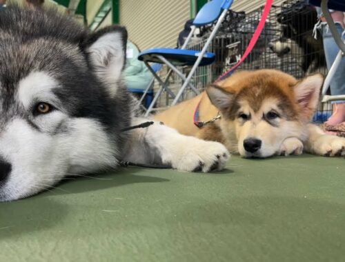 Alaskan Malamute Meets His Puppy Nephew Ali | Cute Puppy Makes Us Want Another One