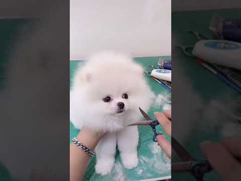 Cute puppy Bathing | Shampoo | Dog hair cutting | Pomeranian