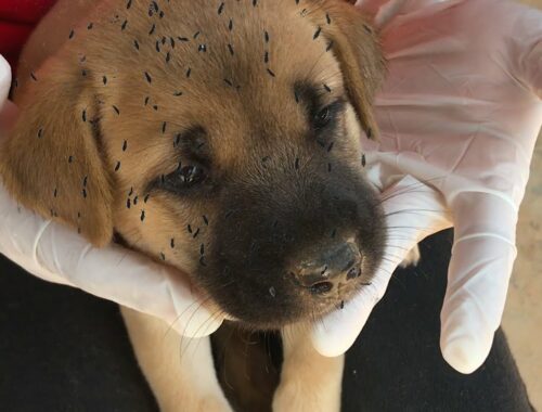 Help Cute Puppy From Many Fleas On The His Body + Lovely Puppy