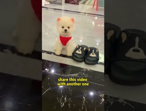 HELLO CUTE PUPPY #shorts #viral #cute #puppy #youtubeshorts #fyp