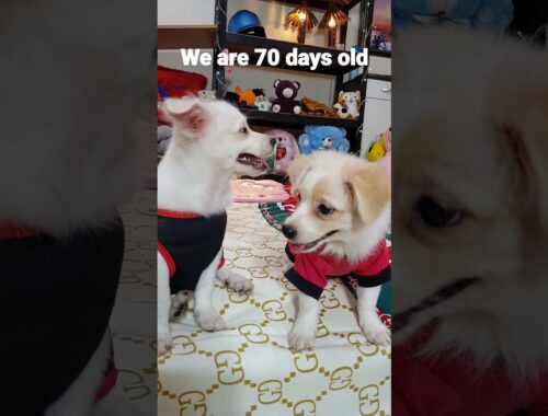 Shihtzu + Spitz 70 days old Cute Puppy.