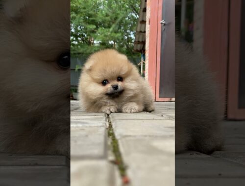 |Pomeranian dog|Pomeranian|cute puppy|cute puppy video|#short |puppy Pomeranian small dog|Dog|puppy|