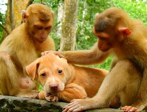 Good relationship monkey with cute puppy
