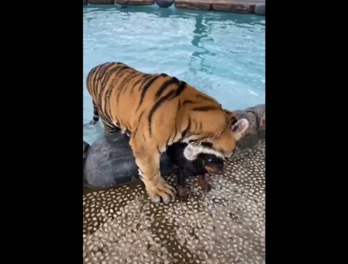 Tiger playing with cute puppy | Tiger with puppy | The Vice #tiger #wildlife #shorts