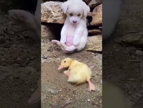 Cute Puppy Helping Duckling...