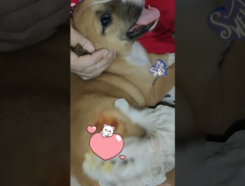 cute puppy maggot wound treatment