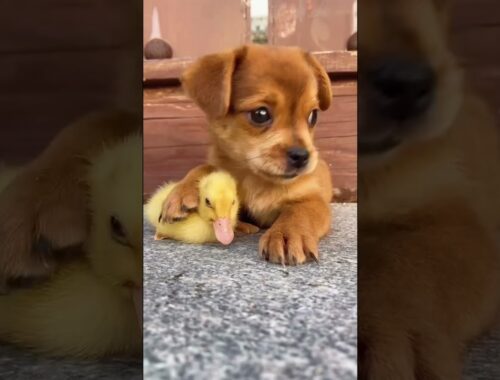 cute puppy rescue duck #cutepuppy #shorts