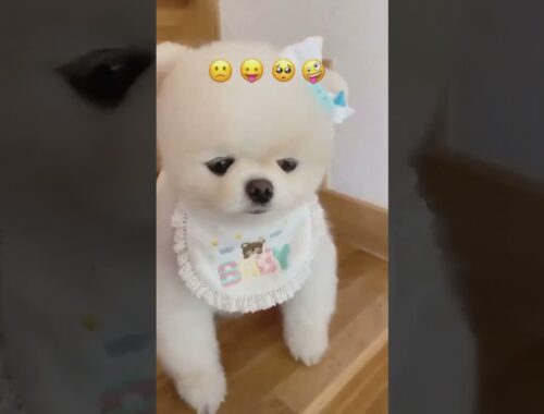 cute puppy status video