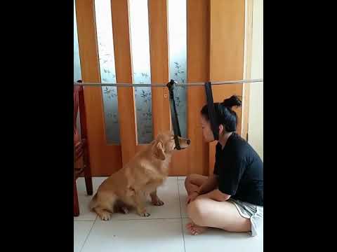 Super Funny Dog Videos! Cute Puppy Emoji Reaction On Our Face #Short