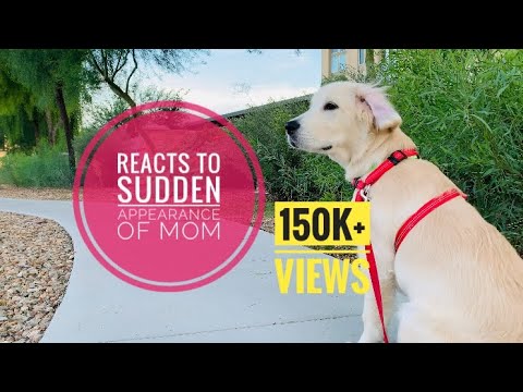 Goldie reacts seeing mom! Cute puppy video! #shorts