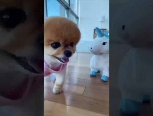 Look At This My Cute Puppy Playing With Unicorn Toy - Pet Short Credit @jiffpomcutelife #Shorts
