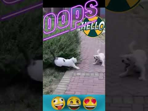 CUTE ANIMALS CLUB, Try Not To Lough | Cute Pet Fails | Cute Puppy Chased  By Smart Cat | #shorts