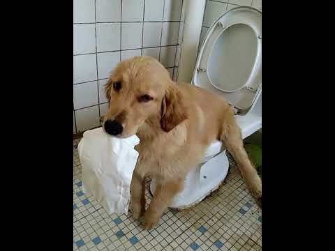 Super Funny Dog Videos! Cute Puppy Emoji Reaction On Our Face #Short