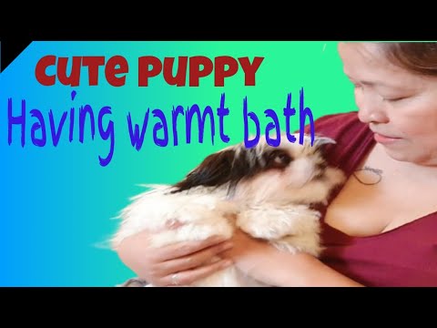 Cute puppy having warm bath #puppy