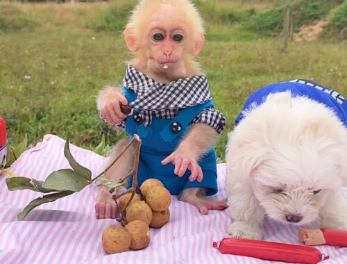 Cute Puppy and Kobi monkey holding a picnic