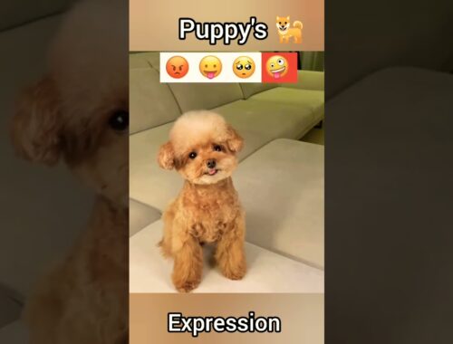 cute puppy's funny expression #shorts #funny #cutepuppy #funnyvideos