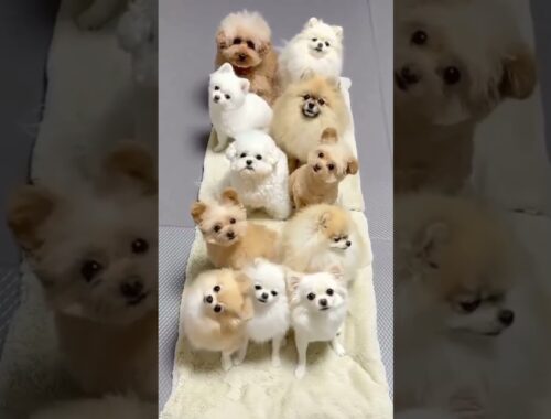 Cute puppy video #animals #cute #shorts #pet #video #dog #cutepuppy #doglover #518