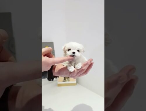 mini maltese videos cute puppy   Teacup puppies KimsKennelUS