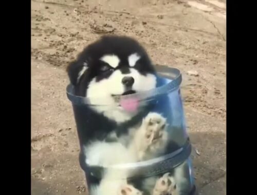 This Cute puppy stuck inside the mineral water bottle container #Shorts