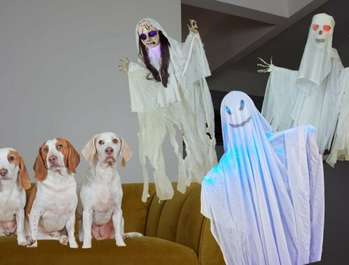 Dogs vs Ghost Invasion Prank: Funny Dogs Maymo, Potpie & Cute Puppy Indie Battle Ghosts!
