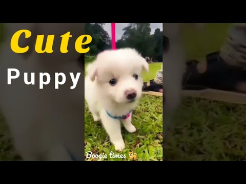 Cute Puppy shorts | Funny cute dog #shorts tiktok #Cutepuppy