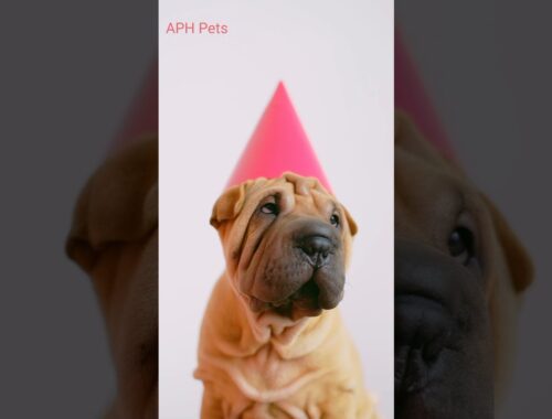 Cute Dog | Cutest Pets | Cute Puppy Party Cap | #short
