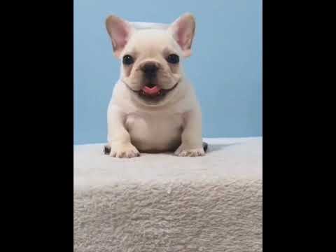 funny dogs compilation! funny dog animations, cute puppy, #short