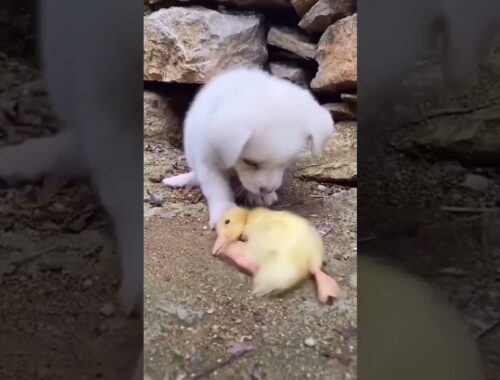 Cute puppy saving duck chik | Dogs Paradise