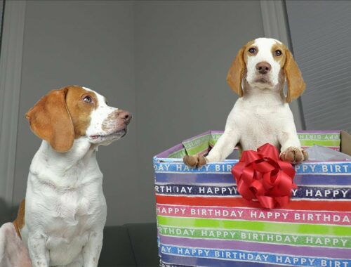 Dog Gets Puppy Birthday Surprise of a Lifetime! Potpie Meets Cute Puppy Indie for First Time!