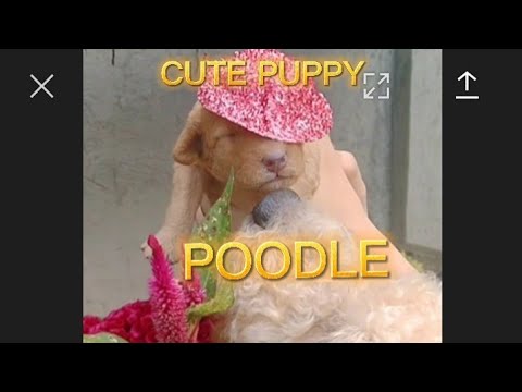 | CUTE PUPPY | POODLE PUPPY |SHORTS VIDEO| PET LOVERS