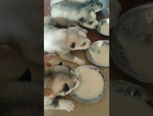 Husky Puppy|| Eating First Meal My Cute Puppy 15day old #shorts#ytshorts #funny #dog #puppy