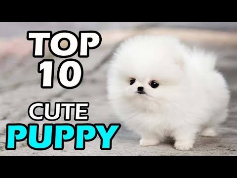 TOP 10 Cute Puppy Breeds in the World