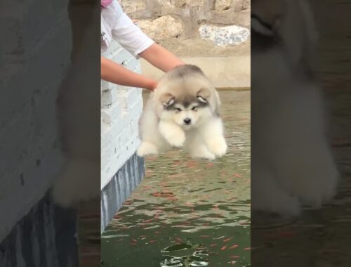 Cute puppy with his own look cute and funny