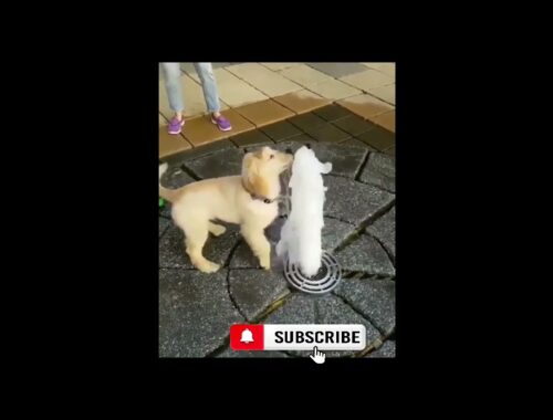 Most Famous Funny and Cute  Puppy 2
