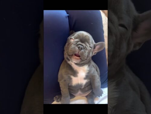 Cute puppy snores so loud
