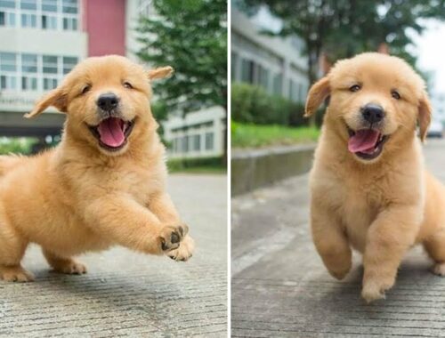 Funniest & Cutest Golden Retriever Puppies - 30 Minutes of Funny Puppy Videos 2021 #5