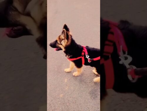 John  evening walk gsd dog cute puppy German shepherd dog transformation gsd puppy to dog 4k video