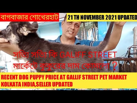 RECENT DOG PUPPY PRICE AT GALIFF STREET PET MARKET KOLKATA INDIA,CUTE PUPPY,21 TH NOV 2021 VISIT