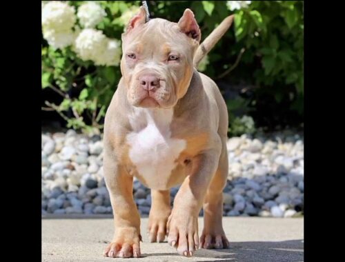 pitbull dog cute puppy #short# video