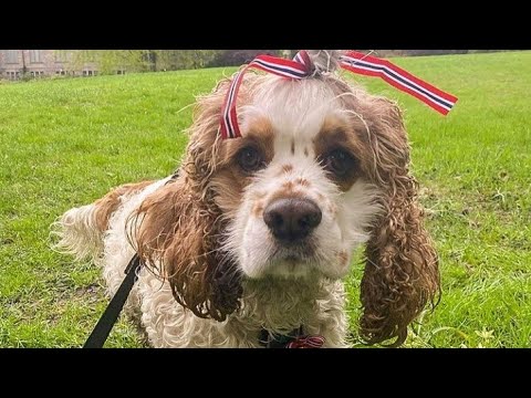 Funniest cute puppy dogs  #shorts #04