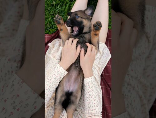 Cute puppy video #animals #cute #shorts #pet #video #dog #cutepuppy #doglover #658